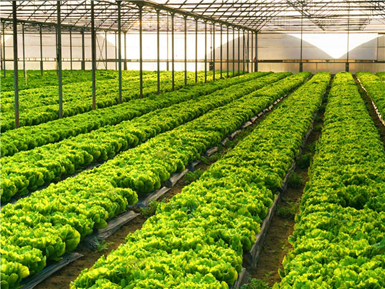 �߲˴���N���½�����ҙz�y�Ŀ���x������